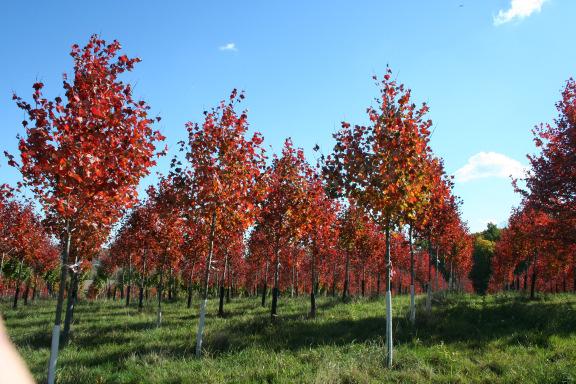 RED MAPLE A field of Acer rubrum