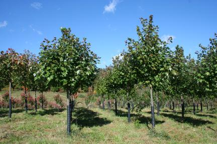 Wade & Gatton Nurseries 25 Acer rubrum October Glory, OCTOBER GLORY RED MAPLE (50-60') Developed by Princeton Nurseries.
