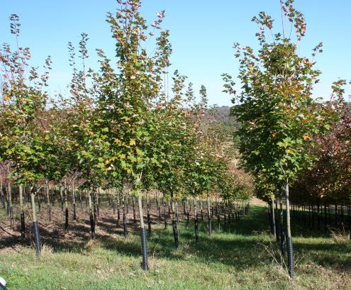 Wade & Gatton Nurseries 29 Acer rubrum Scarsen, SCARLET SENTINEL RED MAPLE (40' tall x 20' wide in about 40-50 years) Plant patent #3109.