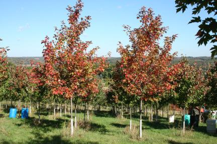 Wade & Gatton Nurseries 3 Acer freemani Autumn Blaze, AUTUMN BLAZE MAPLE (50' tall x 40' wide) (Plant patent #4864) (Acer x freemanii 'Jeffersred'). A hybrid between Red and Silver Maple.