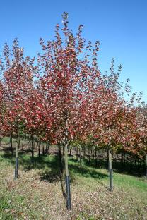 30 Wade & Gatton Nurseries Acer rubrum Somerset, SOMERSET RED MAPLE (45' tall x 35' spread) Broadly oval to round head.
