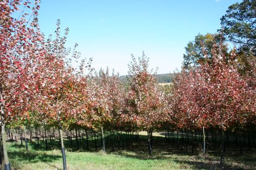 A U. S. National Arboretum tree program selection resulting from a cross between October Glory and Autumn Flame. Grown on their own root. Zone 4.