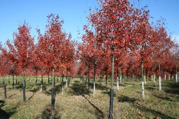 Wade & Gatton Nurseries 31 Acer rubrum Sun Valley, SUN VALLEY RED MAPLE (40' tall x 35' spread) Oval, symmetrical, densely branched growth habit.