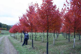 Forms a symmetrical, upright oval crown at an early age. A U.S. Arboretum tree program selection resulting from a cross between Red Sunset and Autumn Flame. Grown on their own root.