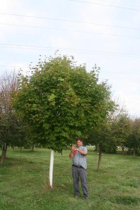 Wade & Gatton Nurseries 33 Acer saccharum 'Barrett Cole', APOLLO SUGAR MAPLE (25' tall x 10' spread) Plant patent #10590. Narrow, columnar growth habit.