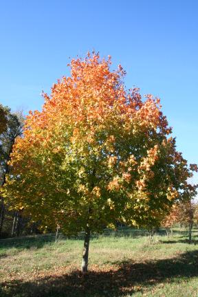 00 Acer saccharum 'Bonfire', BONFIRE SUGAR MAPLE (50' tall x 40' spread) Broadly oval growth habit. Medium green foliage turns bright orange to red in Autumn.