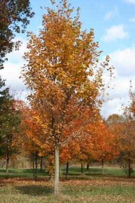 Wade & Gatton Nurseries 37 Acer saccharum Fairview, FAIRVIEW SUGAR MAPLE (40' tall x 25' spread) Vase-shaped growth habit. Emerald green foliage turns yellow and orange to red in Autumn.