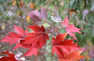 It has excellent winter hardiness and has proved to be less susceptible to winter frost cracking, sun scald and dieback. Fall color is a consistent red to burgundy red.