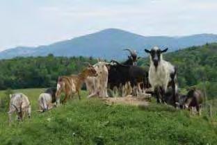 We support 30 family farms that produce fresh and high quality goats milk to make our fresh and aged cheese.