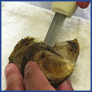 4 Carefully run the knife under the oyster flesh to release it from its adductor muscle on the bottom shell.