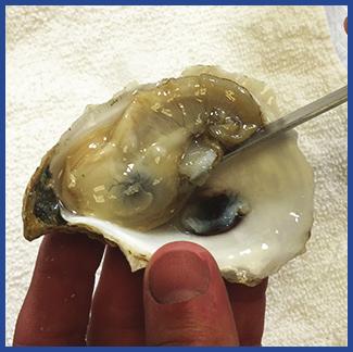 More information about the safety of consuming raw food is available upon request. Littleneck Clams and Mussels Best if consumed within 24 hours of delivery.