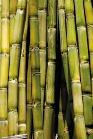 FSC wood Output: Sugarcane pulp = 20 tons per ha wood pulp = 8 tons per ha Sugarcane