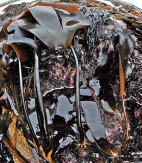 Macroalgae Identification Identifying features. Brown Macroalgae Laminaria digitata also known as Oarweed/ Tangleweed/ Kombu/ Sea girdle/sea ribbon or Kelp.