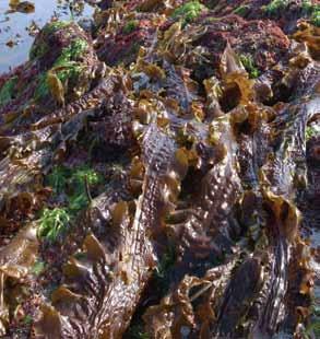 the frond is large, flat wide and leathery there is no mid-rib the stipe is flexible and smooth it appears glossy and dark brown in colour Saccharina latissima also known as Sea belt/ Sugar kelp/