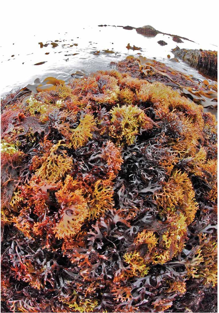 (image 23) Chondrus crispus also known as Irish moss,
