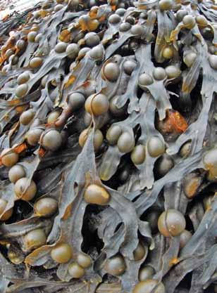 Fucus vesiculosus also known as a Wrack. The common name is Bladderwrack/ Sea wrack/ Bladder fucus/ Dyers fucus/ Red focus/ Swine tang. It can grow up to 2 meters in length.