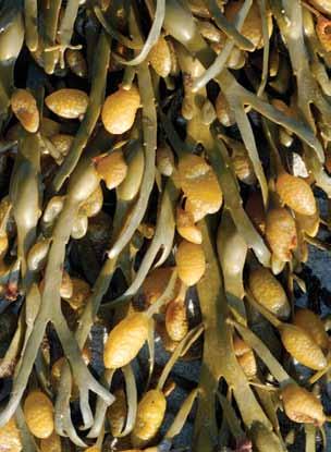 Ascophyllum nodosum also known as a Wrack. The common name is Egg wrack/ Knotted wrack/ Asco/Rock weed/ Yellow weed/ Sea whistle/ Yellow tang. It can grow up to 2 meters long.
