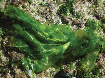 Ulva lactuca also known as Sea lettuce. It is light and gentle in texture. It can grow up to 18 centimeters in length and 30 centimeters in width. It can be found growing in the intertidal zone.
