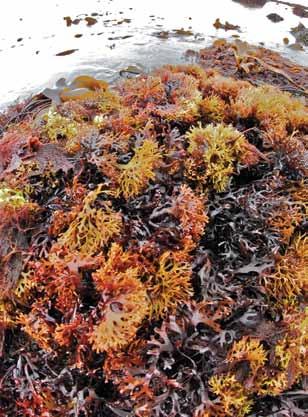 Chondrus crispus also known as Irish Moss/ Carrageen/ Carragheen/ Carrageen moss/ Jelly Moss/ Mousse d Irlande. It can grow up to 22 centimeters long.