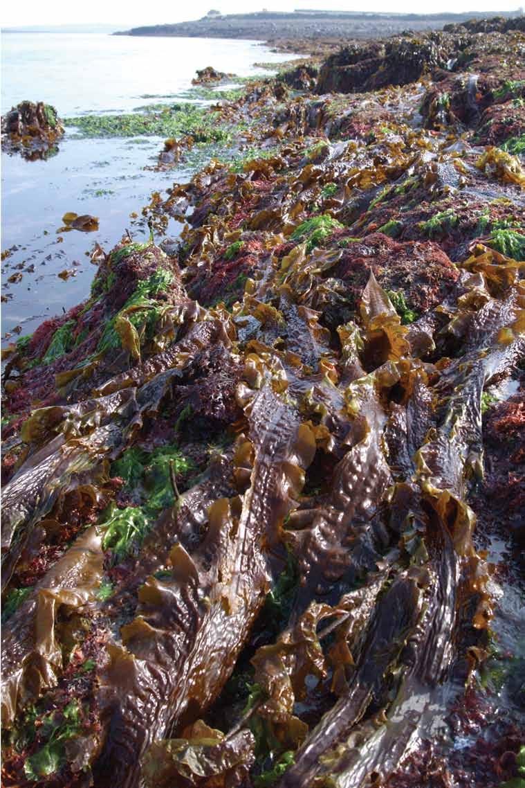 (image 17) Saccharina latissima also known as Sea belt, Sugar kelp, Sweet kombu,