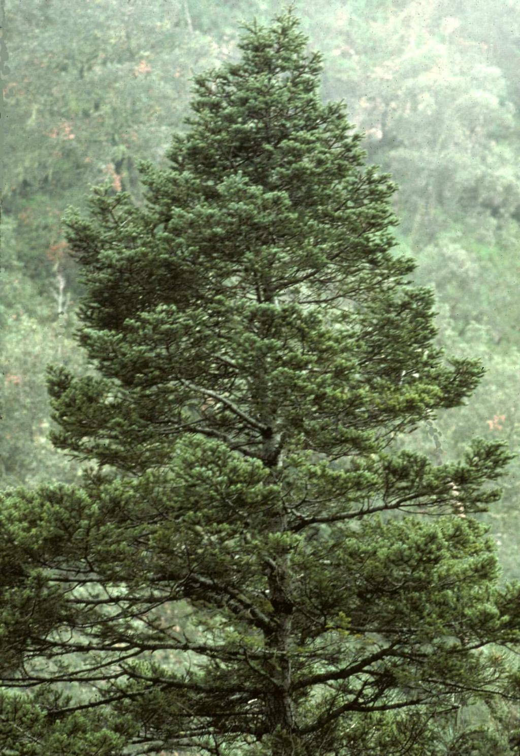 Van Devender and Reina-Guerrero: Flora of Yécora, Sonora 11 pines (P. arizonica, P. engelmannii, P. yecorensis, plus 6 other species) and Arizona madrone/madroño (Arbutus arizonica; Fig. 4B).