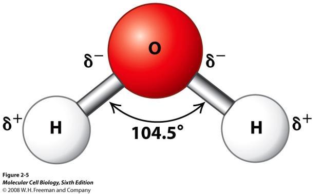 Water is a polar molecule, which means it has strong intermolecular forces like dipole-dipole interactions.
