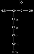 Other important amino acids are those with side chains that can perform meaningful chemistry, which usually means they have an alcohol (-OH), amino (-NH2), or carboxylic acid (-COOH) side chain.