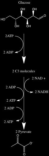 Under glycolysis, glucose is metabolized to
