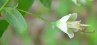 shrub; flowers white to