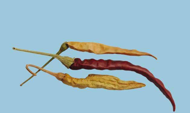 Provisions concerning Quality - sufficiently developed; Interpretation: Whole dried chilli peppers must be sufficiently developed before drying.