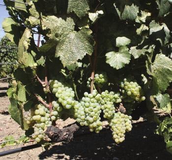 Chardonnay FPS 66 at the Foundation vineyard at FPS. A 'Mt. Eden' clone, the plant material originated in Larry Hyde's vineyard.