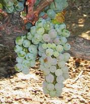 clonal development in California FPS maintains a large collection of Chardonnay selections, most of which are available to the public.