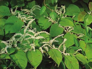knotweed, and 