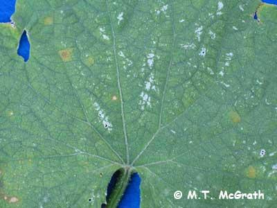Yellow spots on cucumber leaves due to