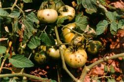Bacterial diseases in tomatoes. Several bacterial diseases have shown up in tomatoes over the past 10-14 days.