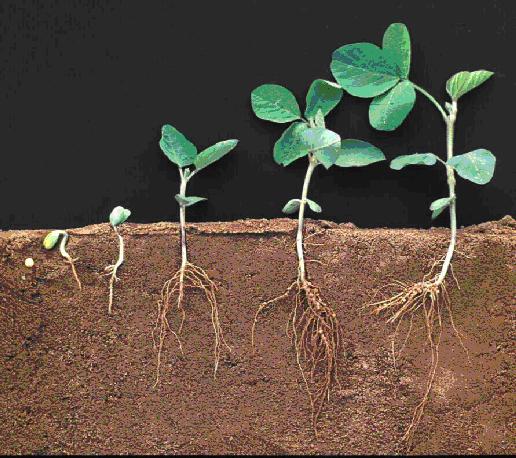 Plant soybean about as deep as the space
