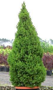 Wade & Gatton Nurseries 18 Picea glauca Conica, ALBERTA SPRUCE (6' tall x 3' wide in 15 years) The dwarf Alberta Spruce may well be the most popular dwarf conifer in cultivation.