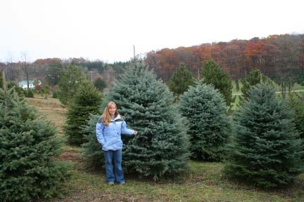 Wade & Gatton Nurseries 28 Picea pungens glauca Shiner SHINER COLORADO BLUE SPRUCE (60') Selected strain of Blue Spruce with distinctly blue needles. These make very excellent specimen evergreens.