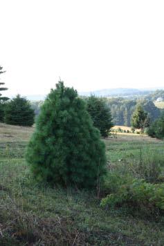 Wade & Gatton Nurseries 29 PINUS - THE PINE FAMILY A large family of cone bearing, needled evergreens.