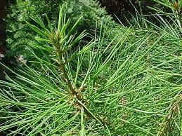 Wade & Gatton Nurseries 30 Pinus bungeana, LACEBARK PINE It has a small, densely branched, often multi-stemmed habit with beautiful bark that makes it perfect for the smaller garden.