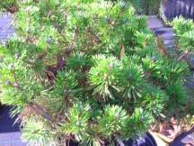 Wade & Gatton Nurseries 31 Pinus densiflora Low Glow, LOW GLOW JAPANESE RED PINE (3-6' in 10 years) This selection was introduced by Dr. Sid Waxman of the University of Connecticut.