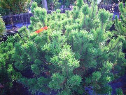 Wade & Gatton Nurseries 33 Pinus mugho, MUGHO PINE (6' wide x 4' tall in 14 years) A very desirable evergreen much in demand. Dark green needles are close together.