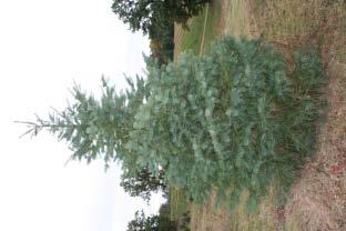Wade & Gatton Nurseries 4 Abies concolor, CONCOLOR FIR (60') The aristocrat of all of the Evergreens. Soft needled, beautiful in every way. Truly treasured everywhere!