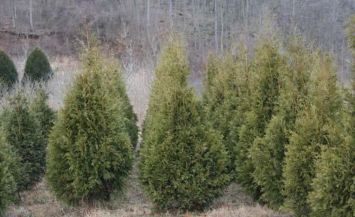 Wade & Gatton Nurseries 48 Thuja occidentalis Nigra, AMERICAN DARK GREEN ARBORVITAE (20') summer and remains dark green all winter. It is for this reason it is so named.
