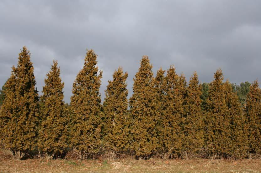 Wade & Gatton Nurseries 52 Thuja occidentalis Spirilis, SPIRILIS ARBORVITAE (30 ) An unusual Arborvitae, as not many are grown. Our stock limited to the sizes shown.