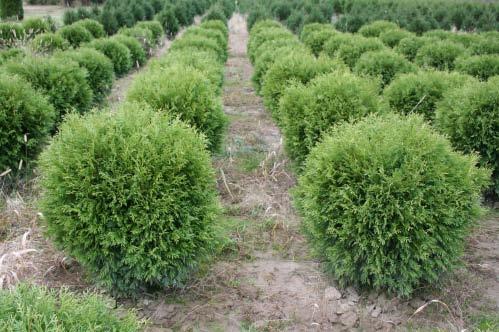 Wade & Gatton Nurseries 55 Thuja occidentalis Woodwardi, WOODWARD GLOBE ARBORVITAE (4') Naturally grows into a round ball or globe shape. Dwarf as compared to most other American Arborvitae cultivars.