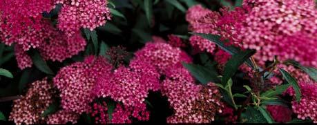 Sem False Spirea Sorbaria x 'Sem' Plumes of white Exposure / Hardiness: Zone 3 A compact shrub with pink-red spring foliage that takes on a chartreuse tint in summer.
