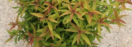 5 m) 2 - Bright pink clusters Exposure / Hardiness: Zone 3 A very dwarf, gold leafed Spirea that grows well in full sun.