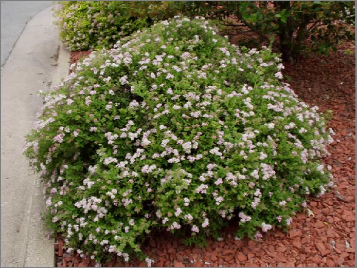 Goldmound Spirea Little Princess Spirea Spiraea japonica 'Little Princess' 2 Feet (0.6 m) 2 - Pink clusters Exposure / Hardiness: Zone 3 Compact spirea with green foliage and pink flowers.
