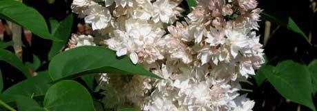 Small pink flowers are followed by white berry clusters that are retained into winter. Tolerates shade and poor soils.